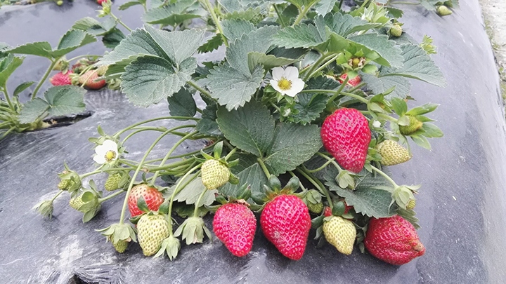 双亭草莓采摘园
